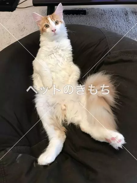 迷子猫の画像