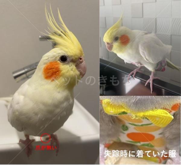 迷子鳥の画像