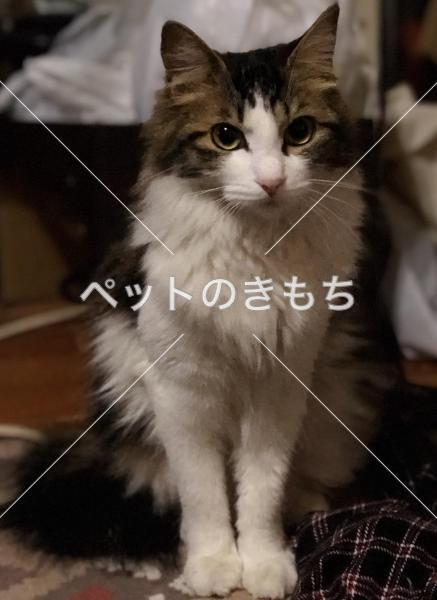 迷子猫の画像