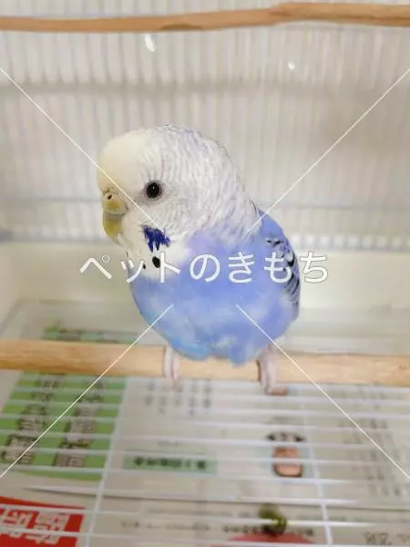 迷子鳥の画像