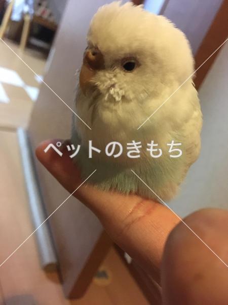 保護鳥の写真