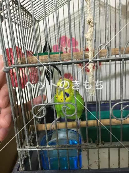 コメント投稿の画像