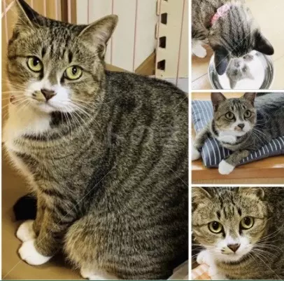 迷子猫の画像