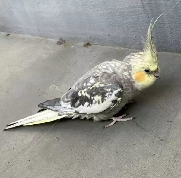 コメントの画像