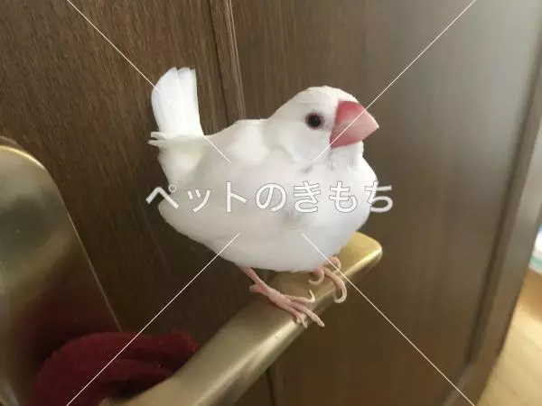 迷子鳥の画像