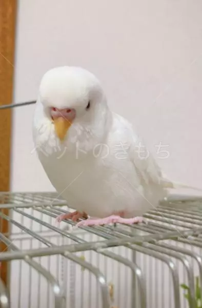 迷子鳥の画像