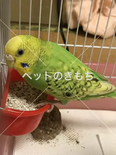 迷子鳥の画像