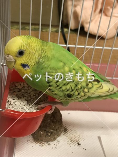 迷子鳥の画像