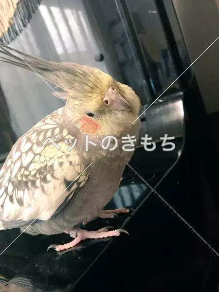 迷子鳥の画像