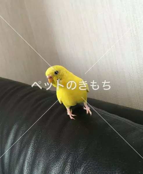 迷子鳥の画像