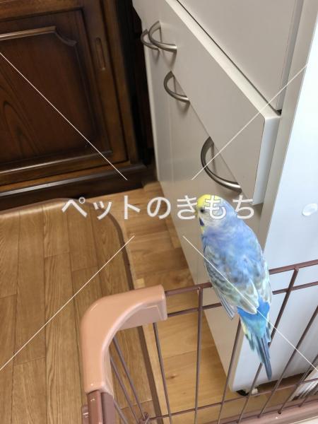 迷い鳥の写真