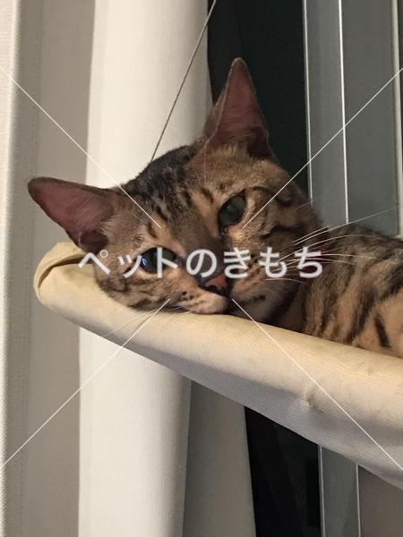 迷子猫の画像