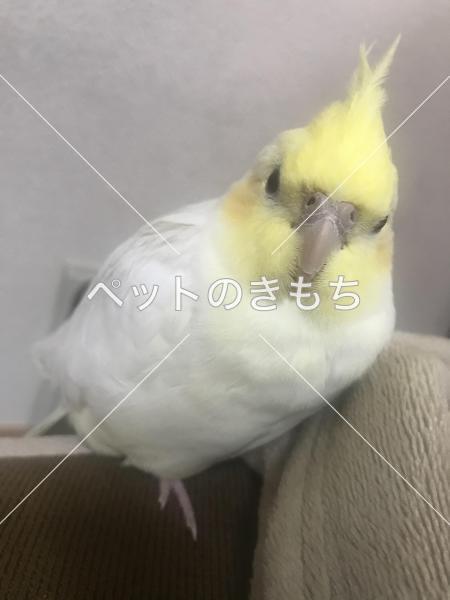 迷子鳥の画像