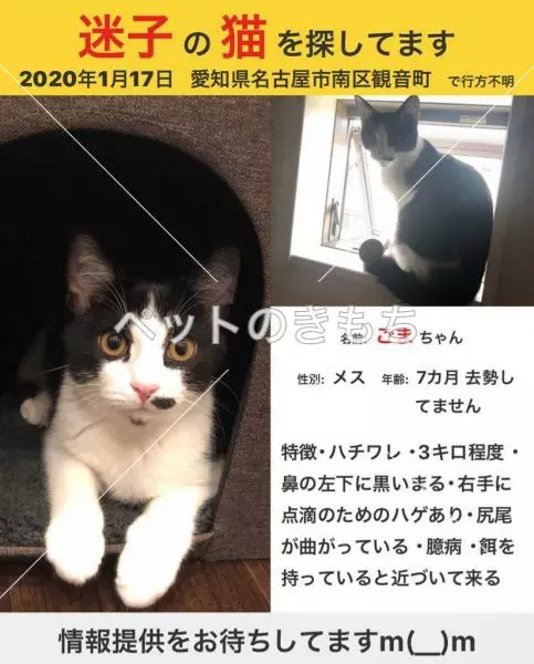 迷子猫の画像