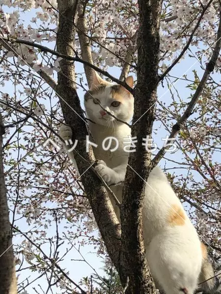 迷子猫の画像