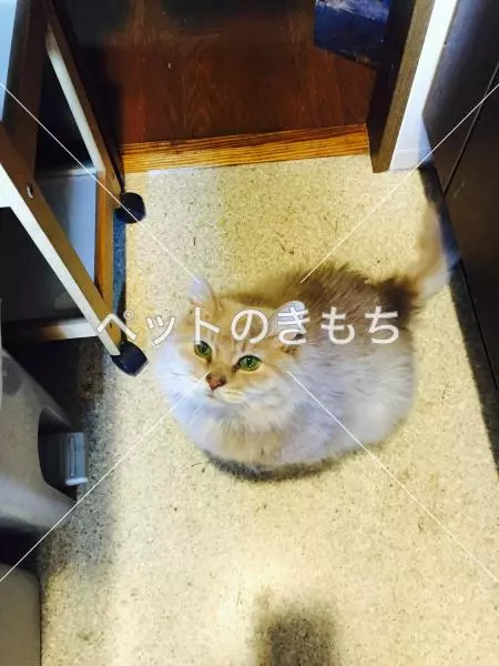 迷子猫の画像