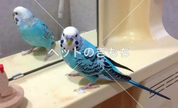 コメント投稿の画像