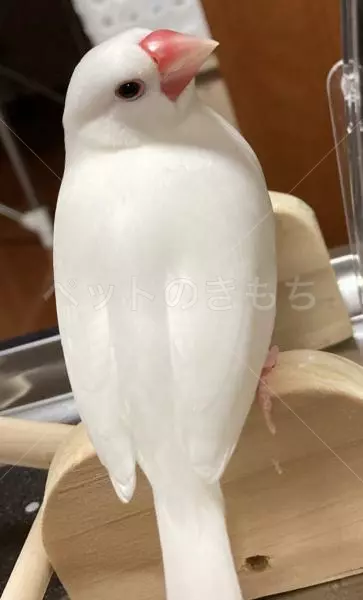 迷子鳥の画像