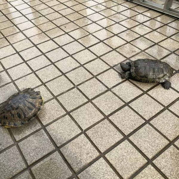 迷子ペットの画像