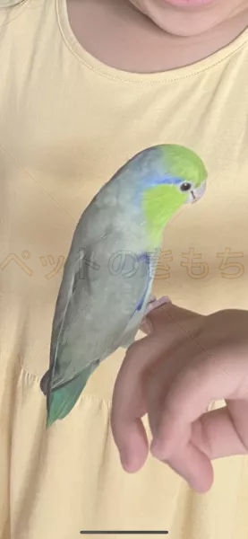 迷子鳥の画像