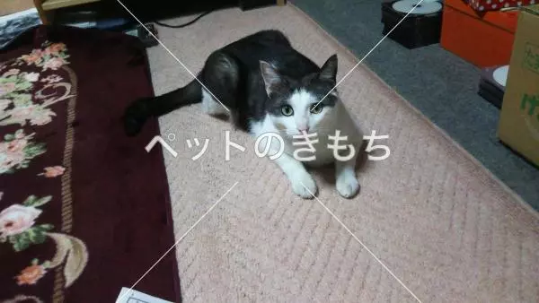 迷子猫の画像