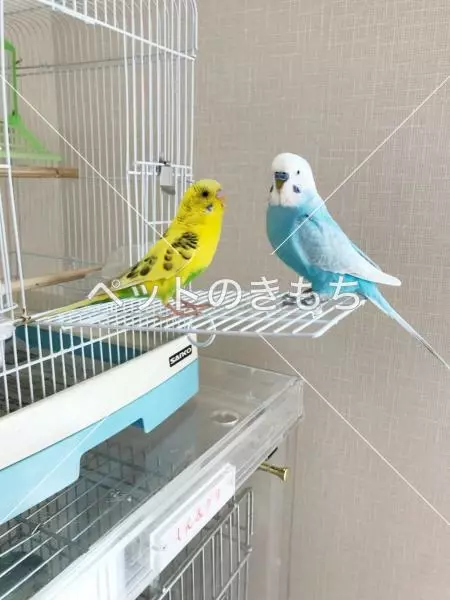 コメント投稿の画像