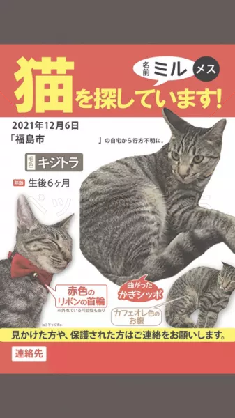 迷子猫の画像