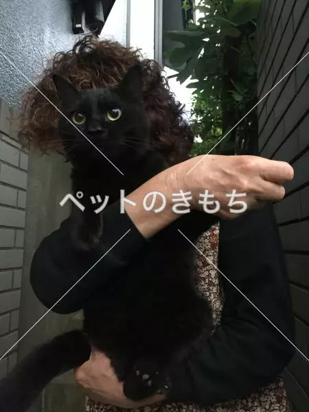 コメント投稿の画像