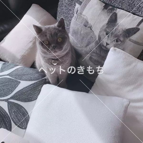 迷子猫の画像