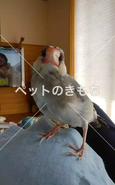 迷子鳥の画像