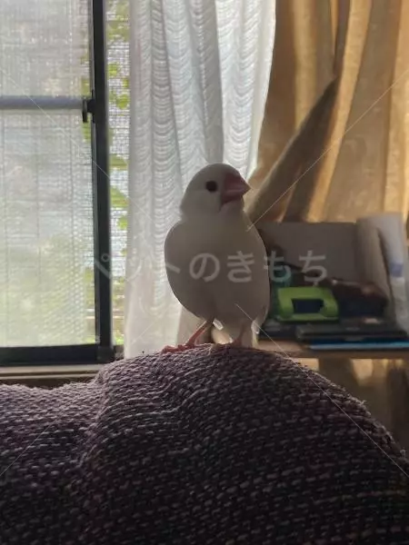保護鳥の画像