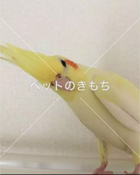 迷子鳥の画像