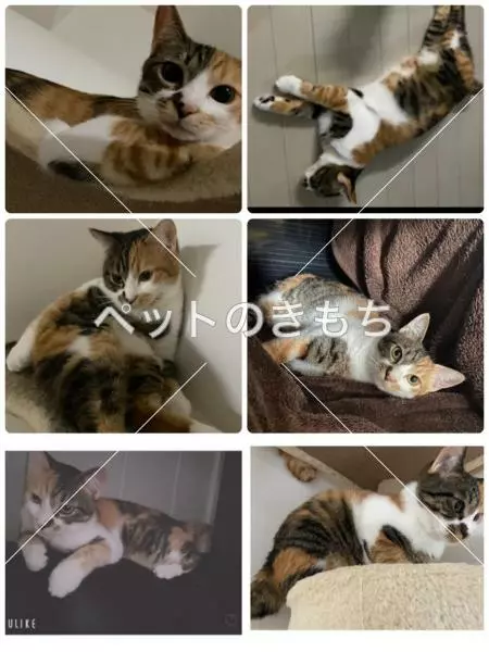 迷子猫の画像