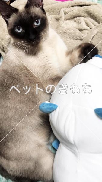 迷い猫の写真