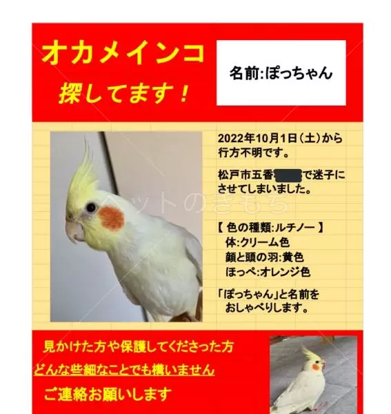 迷子鳥の画像