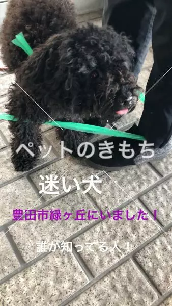 保護犬の画像