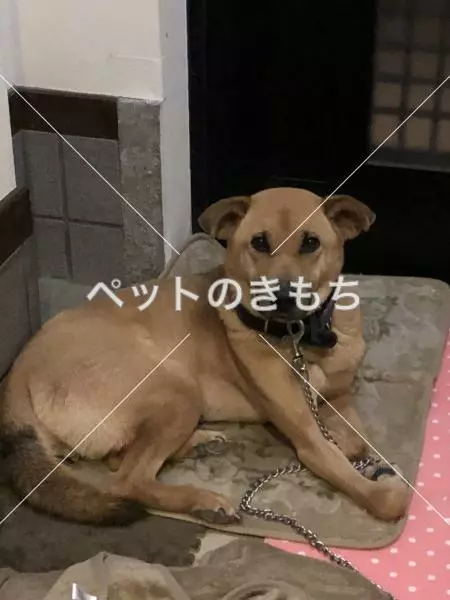 迷子犬の画像
