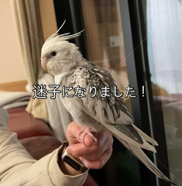 迷子鳥の画像