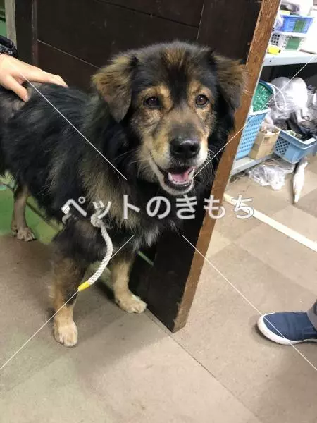 保護犬の画像