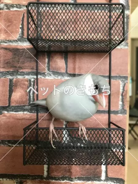 迷子鳥の画像
