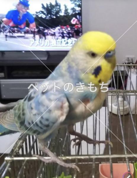 迷い鳥の写真