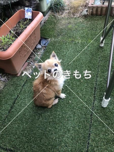 保護犬の写真