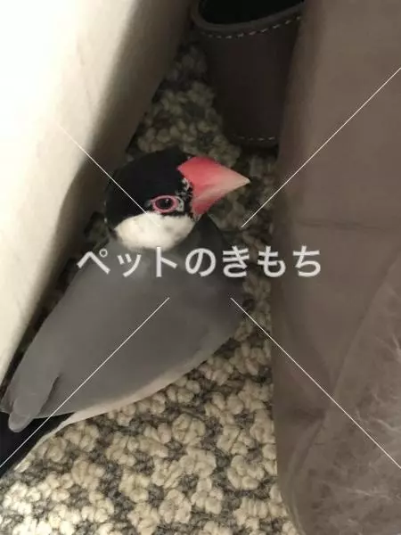 コメント投稿の画像