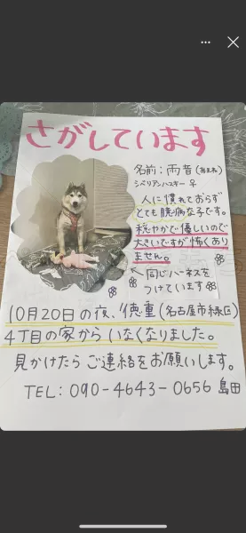 迷子犬の画像