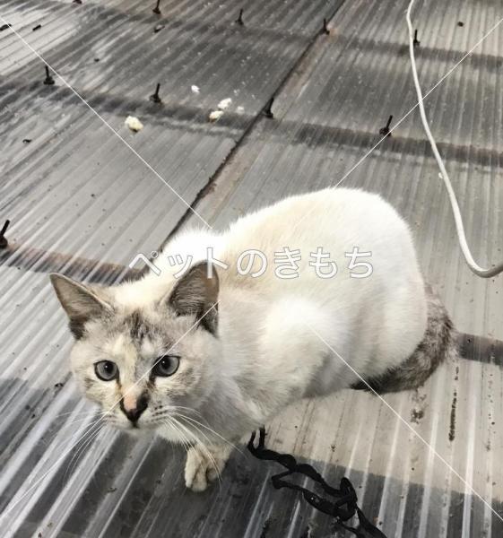 迷い猫の写真