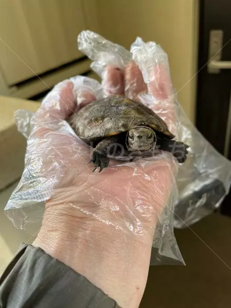 コメントの画像