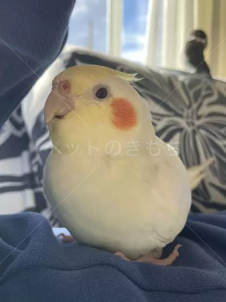 迷子鳥の画像