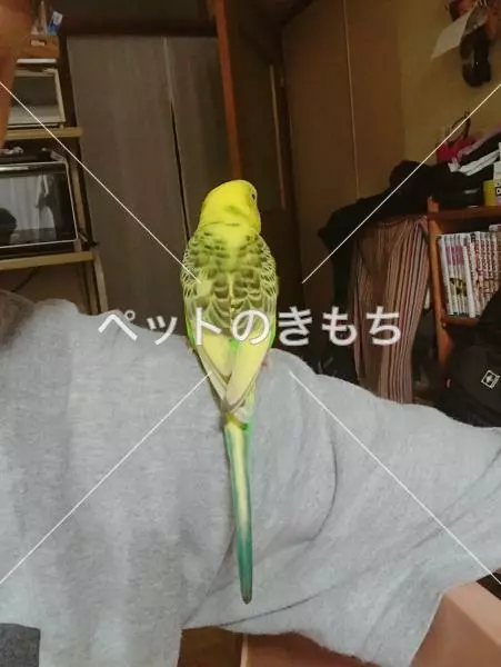 コメント投稿の画像