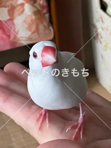 迷子鳥の画像