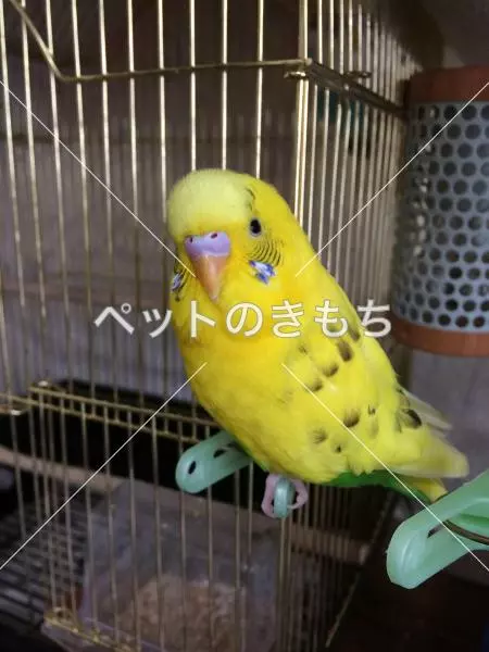 迷子鳥の画像